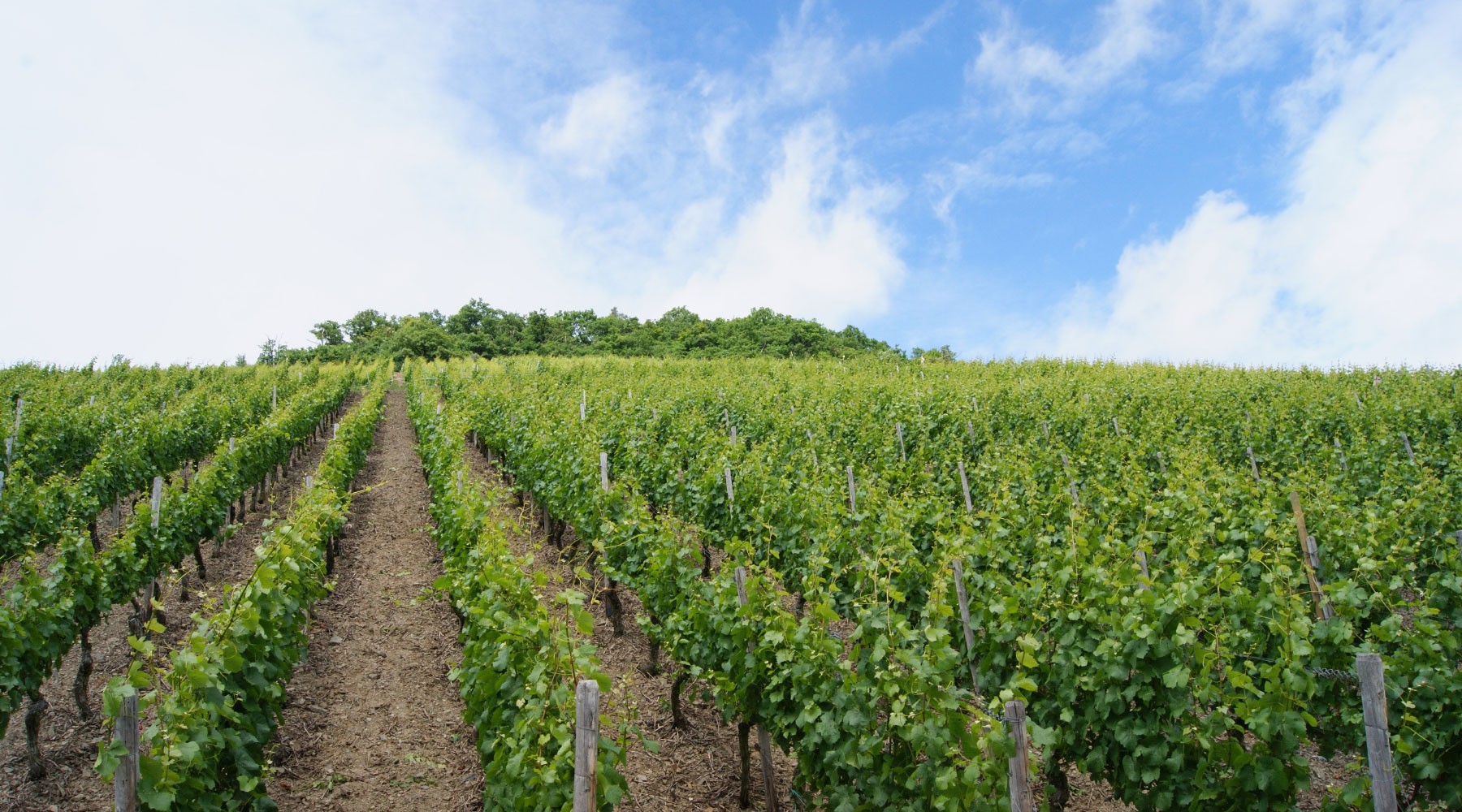 Rows of grapevines stretching toward a green tree line at Red Rock Vineyards